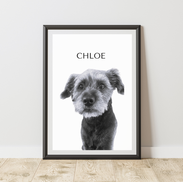 Mascota Frame
